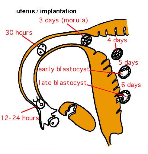 implantation